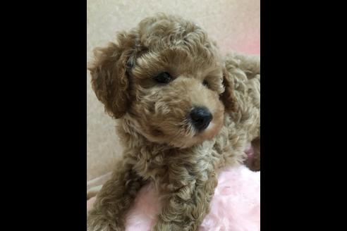 成約済の大阪府のトイプードル-76090の6枚目