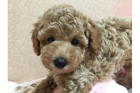 成約済の大阪府のトイプードル-76090の1枚目
