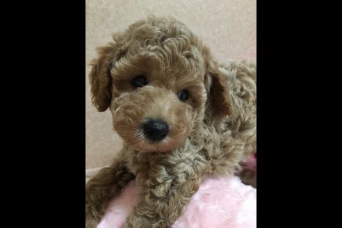 成約済の大阪府のトイプードル-76090の5枚目