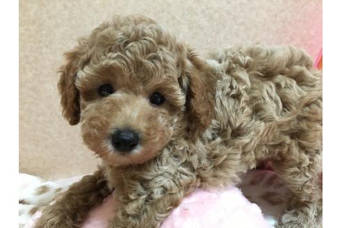 成約済の大阪府のトイプードル-76090の4枚目