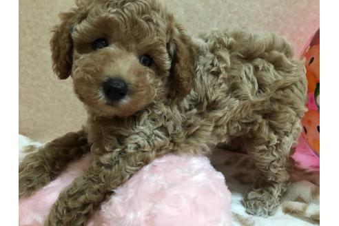 成約済の大阪府のトイプードル-76090の3枚目