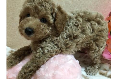 成約済の大阪府のトイプードル-76090の2枚目