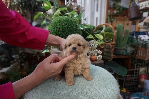 成約済の京都府のミックス犬-79156の2枚目