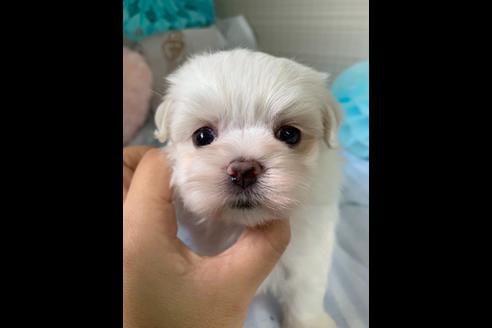 成約済の大阪府のマルチーズ-79004の6枚目
