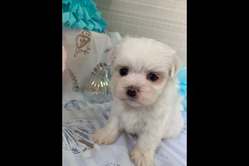 成約済の大阪府のマルチーズ-79004の5枚目