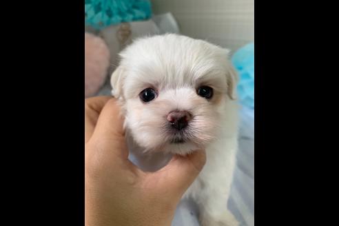 成約済の大阪府のマルチーズ-79004の4枚目