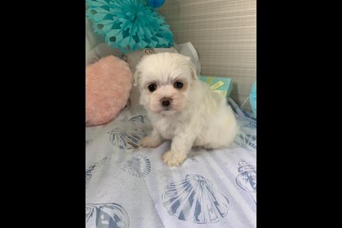成約済の大阪府のマルチーズ-79004の3枚目
