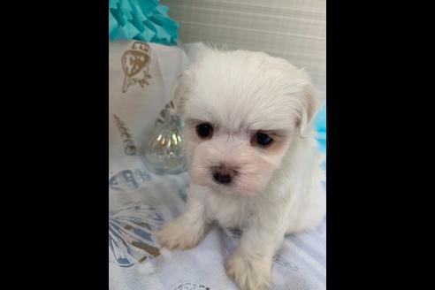 成約済の大阪府のマルチーズ-79004の2枚目