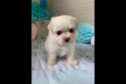 成約済の大阪府のマルチーズ-79004の1枚目