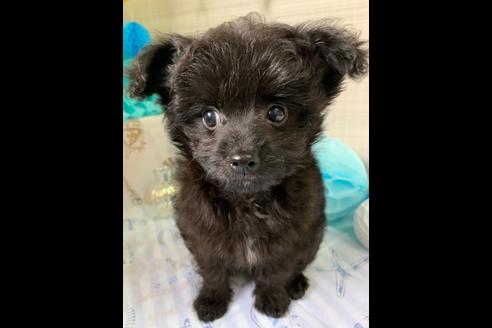 成約済の大阪府のチワプー:チワワ×トイプードル-76393の1枚目
