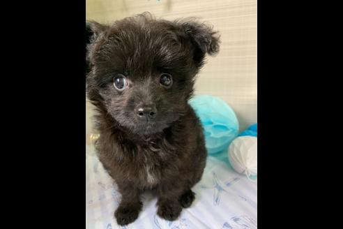 成約済の大阪府のチワプー:チワワ×トイプードル-76393の6枚目