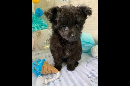 成約済の大阪府のチワプー:チワワ×トイプードル-76393の7枚目