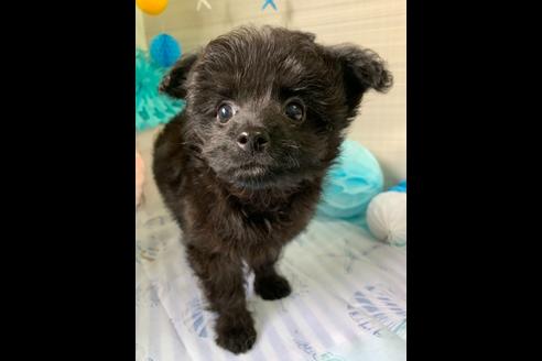 成約済の大阪府のチワプー:チワワ×トイプードル-76393の5枚目