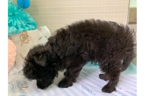 成約済の大阪府のチワプー:チワワ×トイプードル-76393の4枚目