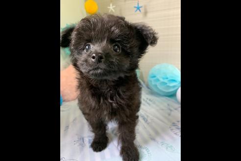 成約済の大阪府のチワプー:チワワ×トイプードル-76393の3枚目