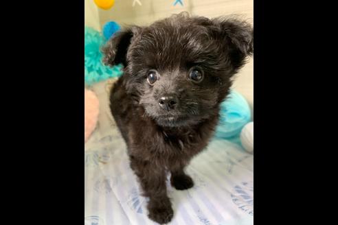 成約済の大阪府のチワプー:チワワ×トイプードル-76393の2枚目