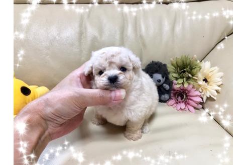 成約済の大阪府のトイプードル-79165の1枚目