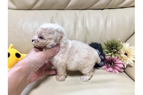 成約済の大阪府のトイプードル-79165の3枚目