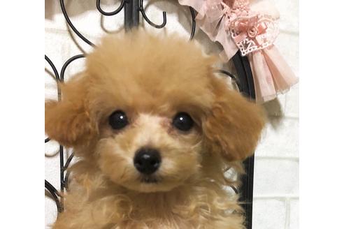成約済の岡山県のティーカッププードル-76569の1枚目