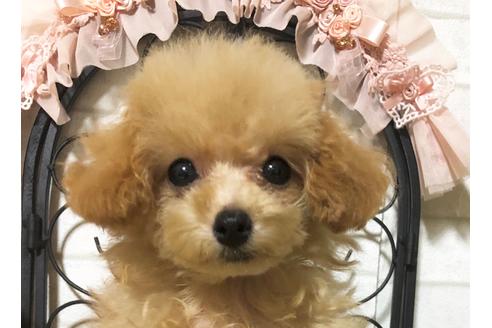 成約済の岡山県のティーカッププードル-76569の2枚目
