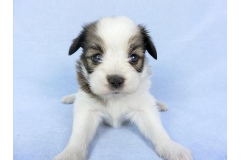 成約済の千葉県のパピヨン-79198の1枚目