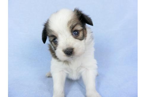 成約済の千葉県のパピヨン-79198の3枚目