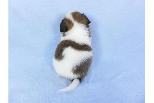 成約済の千葉県のパピヨン-79198の2枚目