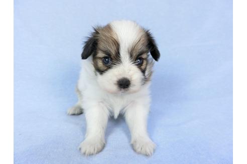 成約済の千葉県のパピヨン-79203の4枚目