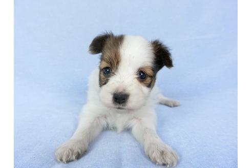 成約済の千葉県のパピヨン-79204の8枚目