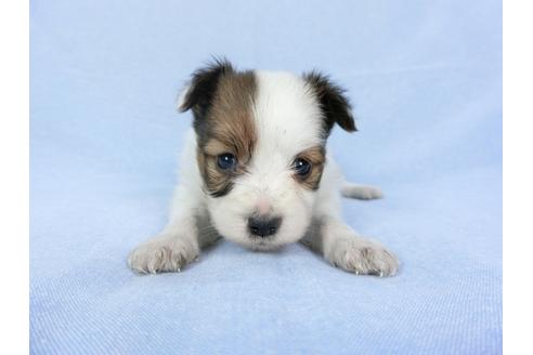 成約済の千葉県のパピヨン-79204の7枚目