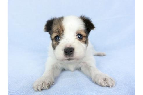 成約済の千葉県のパピヨン-79204の6枚目