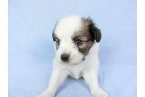 成約済の千葉県のパピヨン-79205の1枚目