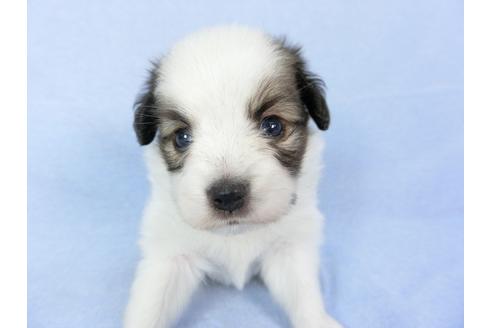 成約済の千葉県のパピヨン-79205の4枚目