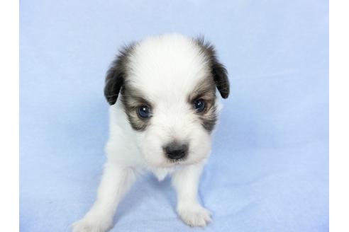 成約済の千葉県のパピヨン-79205の3枚目