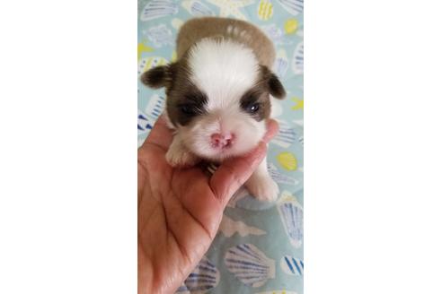 成約済の神奈川県のシーズー-78241の1枚目