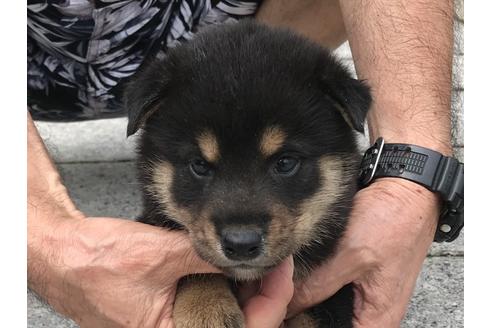 成約済の長崎県の柴犬-77747の1枚目