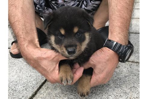 成約済の長崎県の柴犬-77747の2枚目