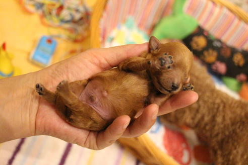 成約済の愛知県のトイプードル-79246の32枚目