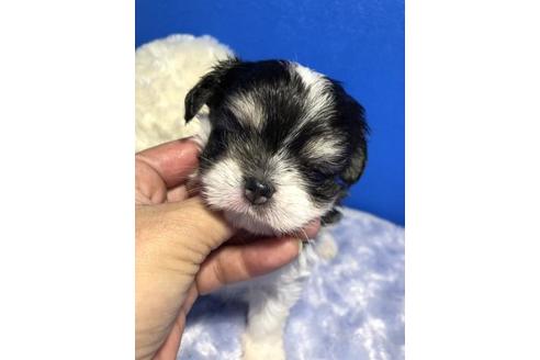成約済の佐賀県のミックス犬-79251の1枚目