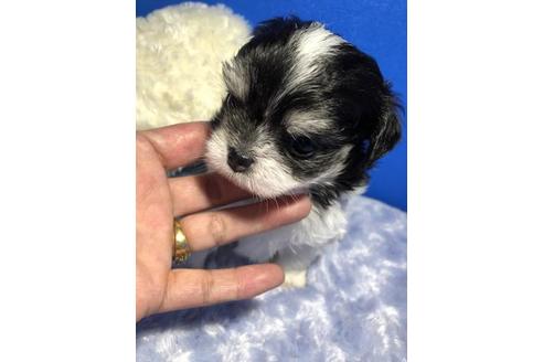 成約済の佐賀県のミックス犬-79251の2枚目