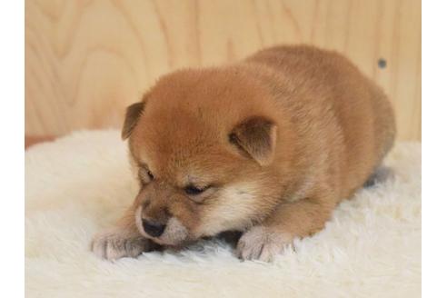 成約済の埼玉県の柴犬-79286の3枚目