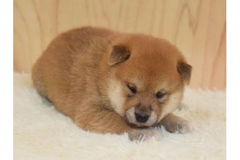 成約済の埼玉県の柴犬-79286の2枚目