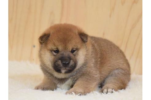 成約済の埼玉県の柴犬-79287の4枚目