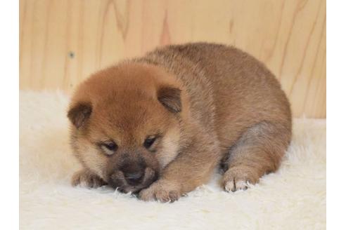 成約済の埼玉県の柴犬-79287の3枚目