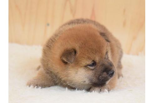 成約済の埼玉県の柴犬-79287の2枚目