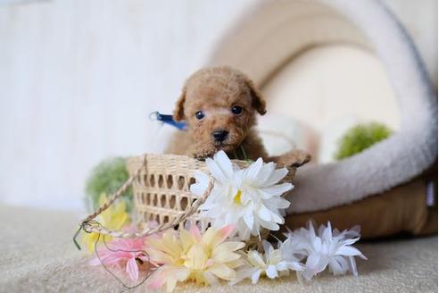 成約済の滋賀県のトイプードル-79290