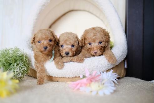 成約済の滋賀県のトイプードル-79290の2枚目