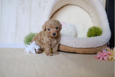 成約済の滋賀県のトイプードル-79300の1枚目