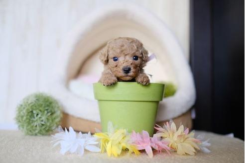 成約済の滋賀県のトイプードル-79300の3枚目