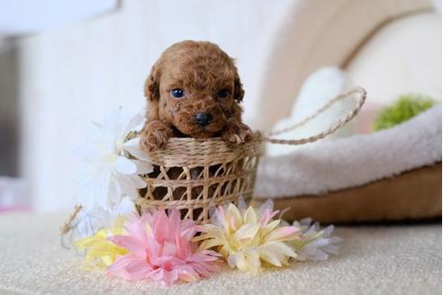 成約済の滋賀県のトイプードル-79304